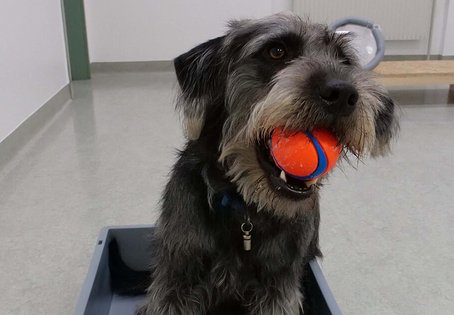 Hund im Clever Dog Lab mit Ball im Maul