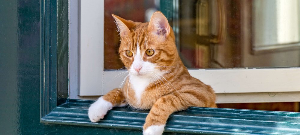 Ein Fenstersturz bei Katzen kann für die Vierbeiner gefährlich enden. Foto: shutterstock