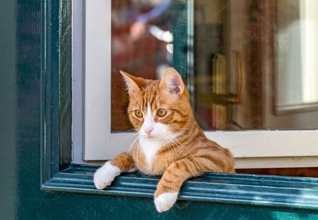 Katze bei offenem Fenster