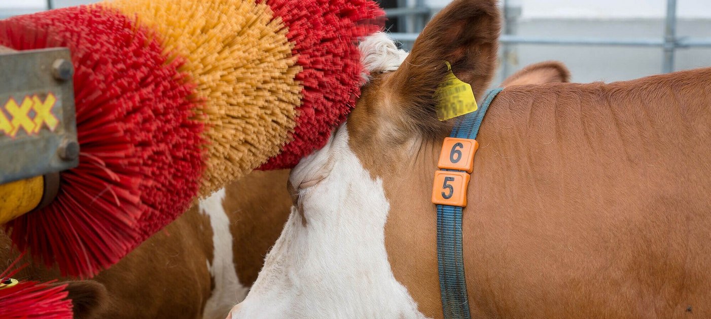 Großaufnahme Kuh mit einer Kratzbürste, Foto: E. Hammerschmid