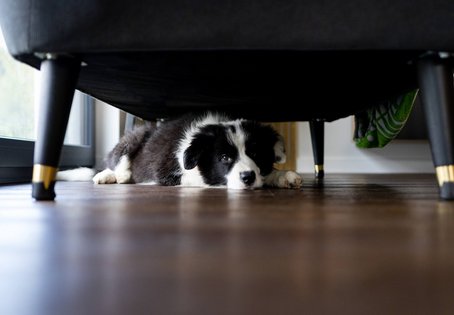 Verängstigter Hund sitzt unter einem Sofa