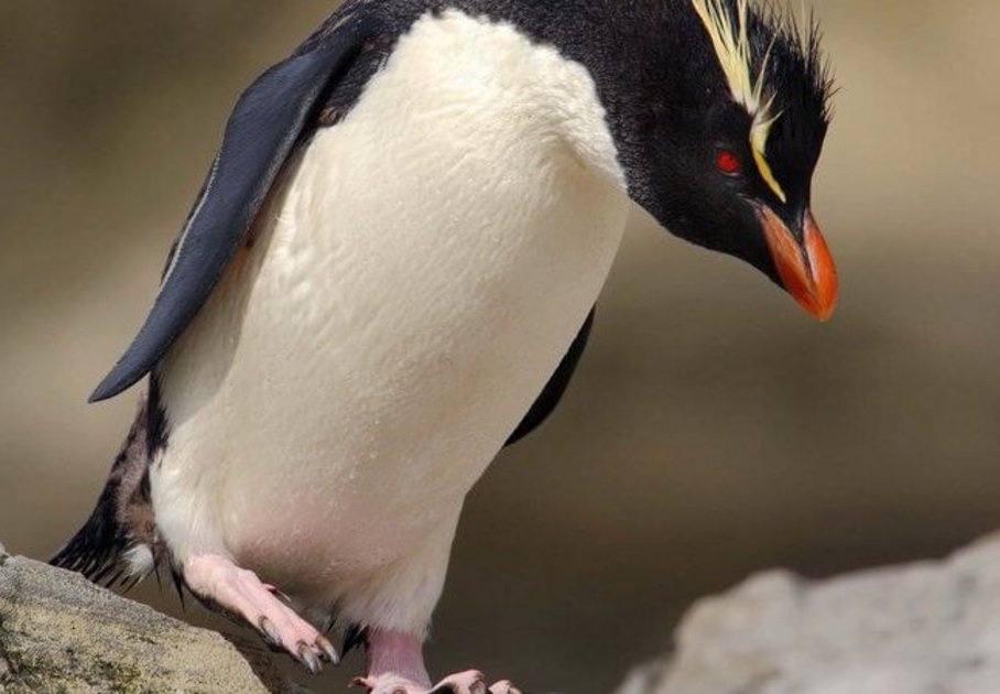 Felsenpinguin