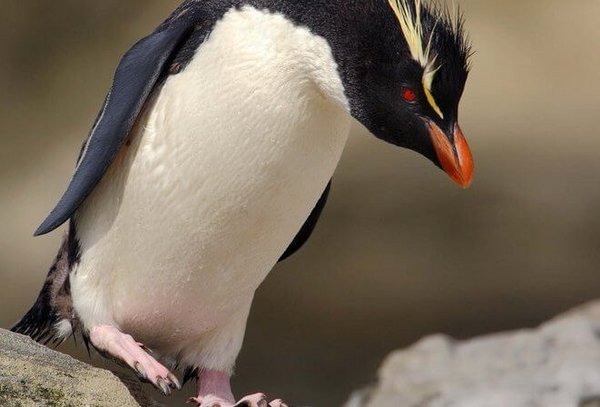 A rockhopper penguin from the front on a rock