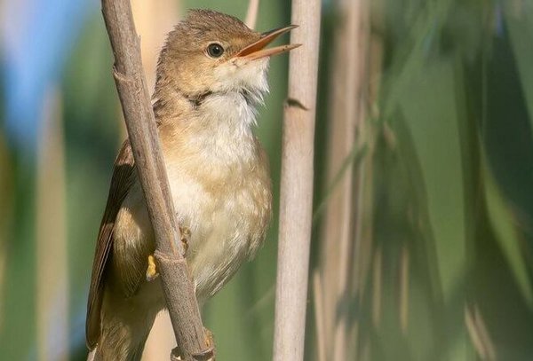 Ein Teichrohrsänger (Vogel) mit leicht offenem Schnabel