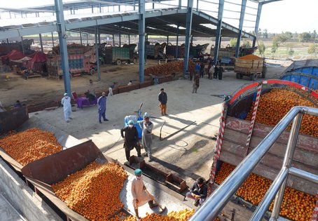 Pakistan zählt zu den wichtigsten Exporteuren von Zitrusfrüchten, Mangos und Äpfeln