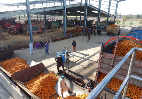 Pakistan zählt zu den weltweit wichtigsten Produzenten und Exporteuren von Zitrusfrüchten, Mangos und Äpfeln weltweit. Foto: Ratchaneewan Khiaosa-ard