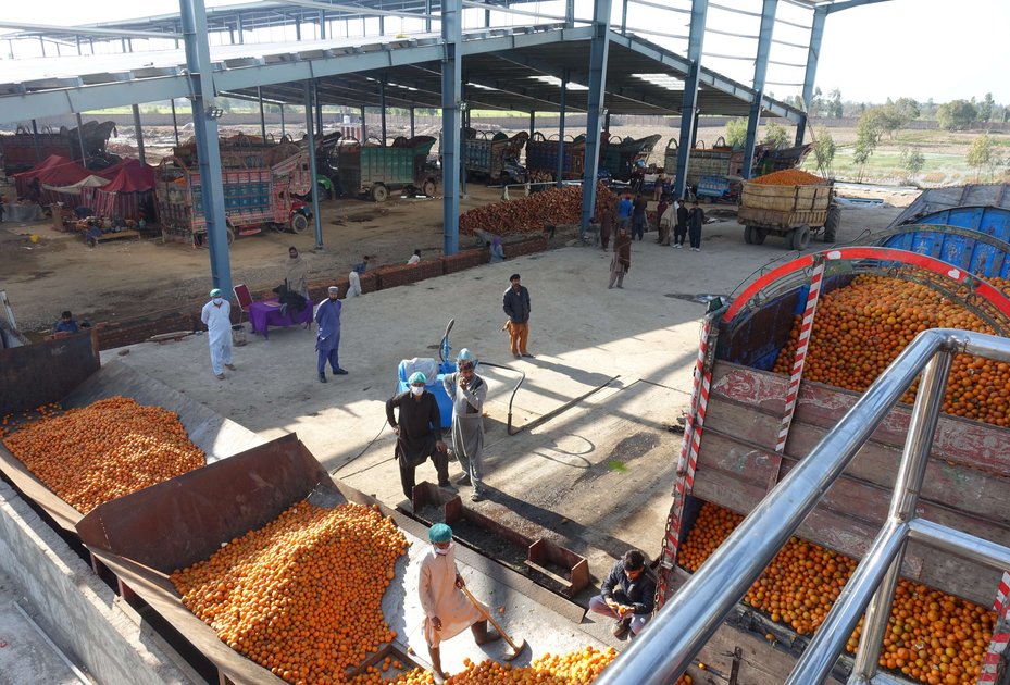 Pakistan zählt zu den weltweit wichtigsten Produzenten und Exporteuren von Zitrusfrüchten, Mangos und Äpfeln weltweit. Foto: Ratchaneewan Khiaosa-ard