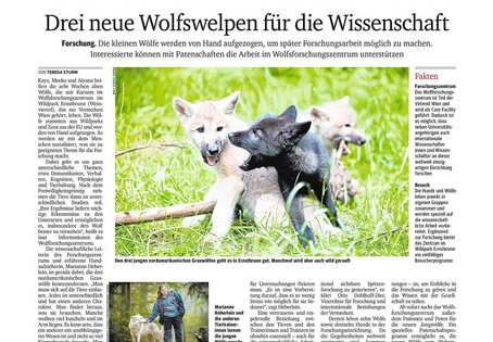 Screenshot Kurier Wolfswelpen