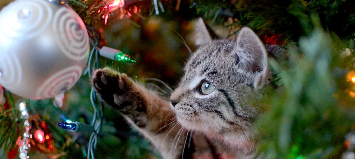 Katze am Christbaum