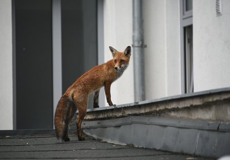 Fuchs im urbanen Gebiet