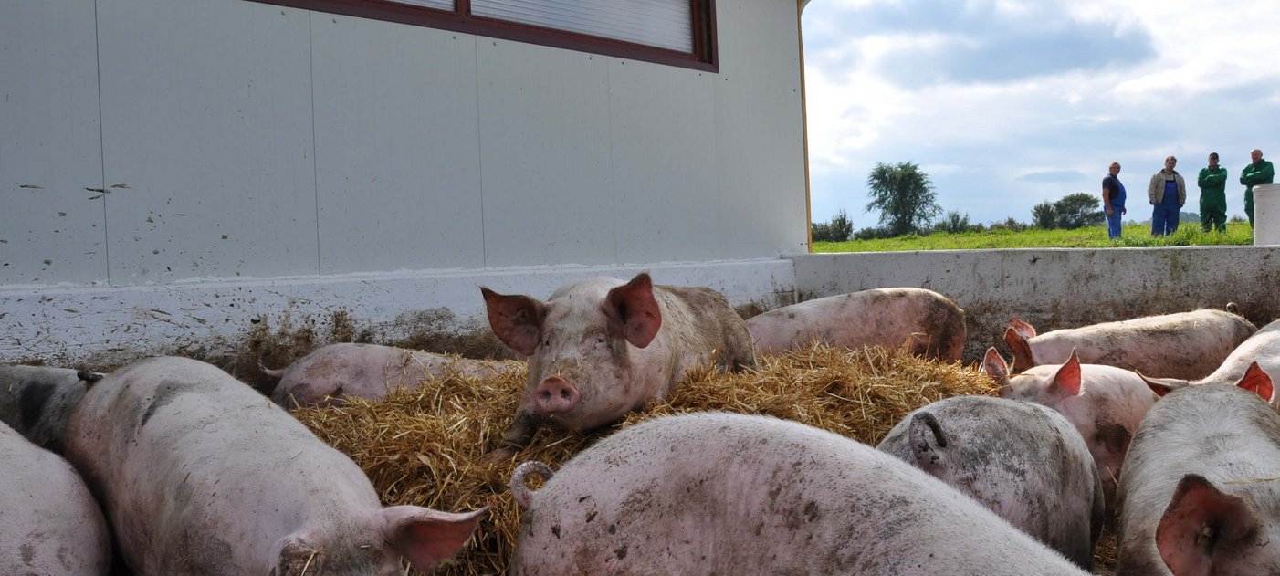 Schweine im Auslauf, Foto: J. Baumgartner