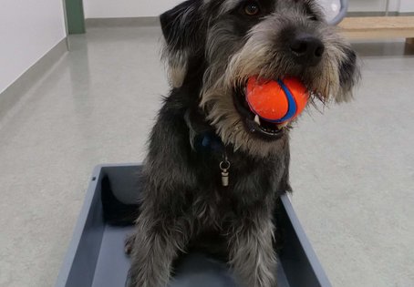 Hund mit Ball in einer Box