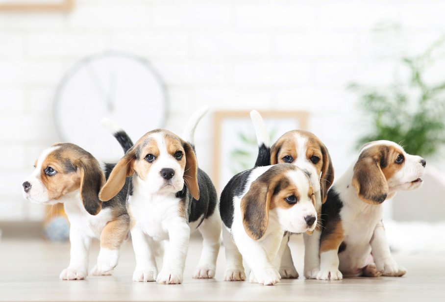 Hundewelpen kommunizieren durch Blicke mit Menschen