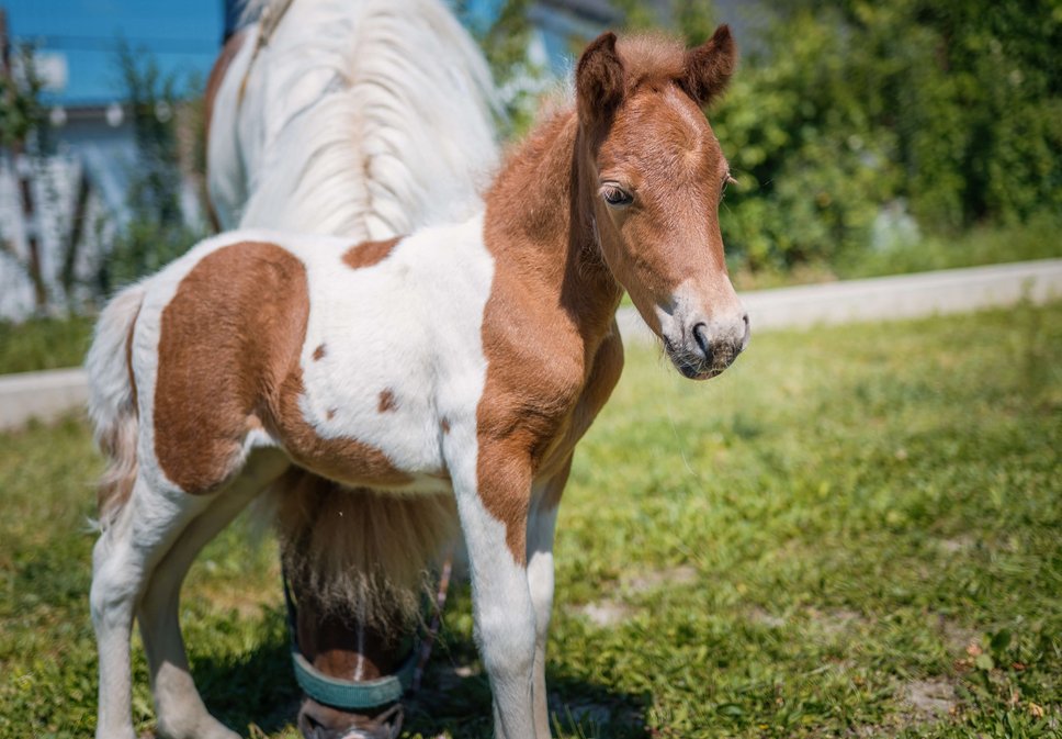 Ponyfohlen mit Mutter auf einer Wiese