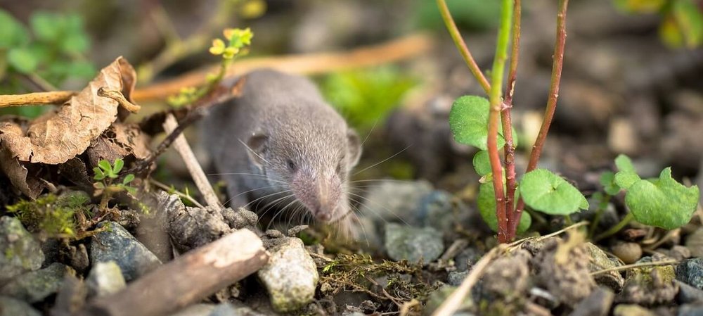 Feldspitzmaus