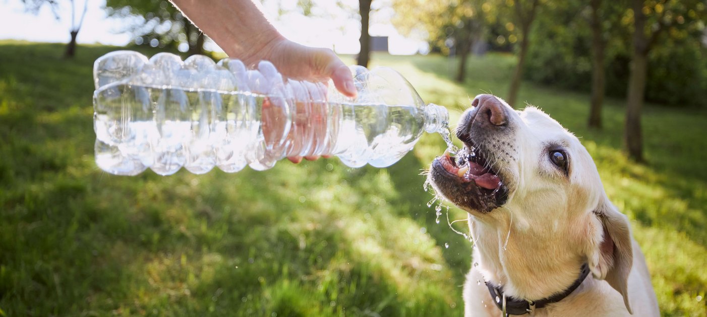 Tipps fürs Tier: Hitzetage: So schützen Sie Ihr Haustier