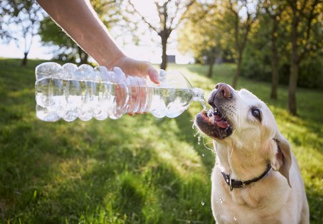 Hund mit Wasserflasche, Foto: shutterstock