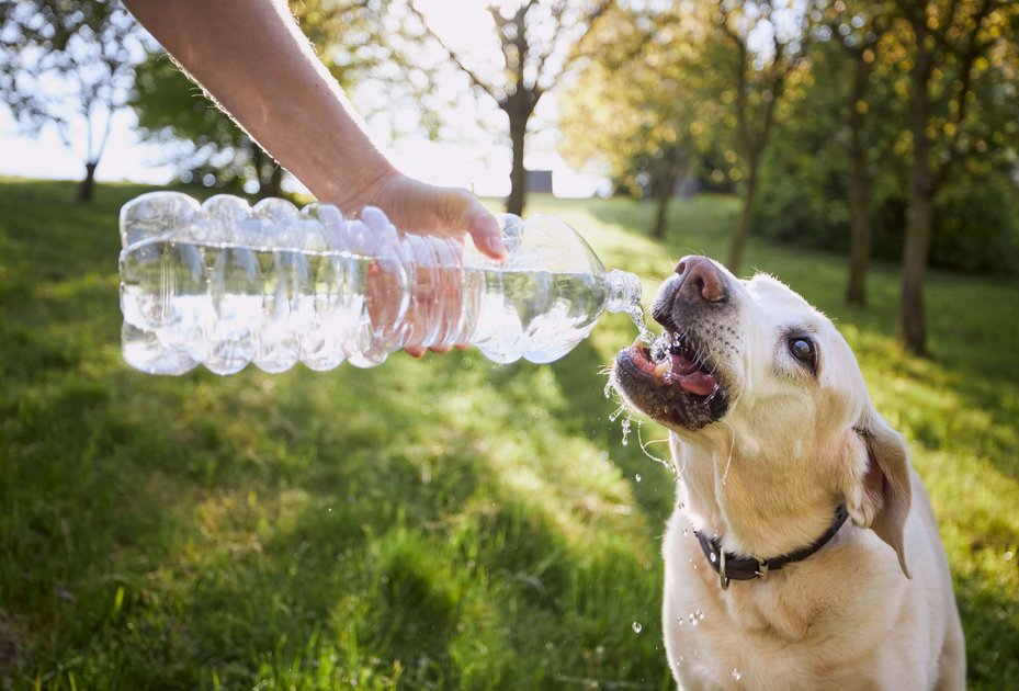 Hund mit Wasserflasche, Foto: shutterstock