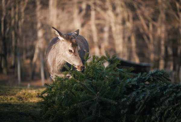 Ein Hirschkalb riecht an einer Christbaum