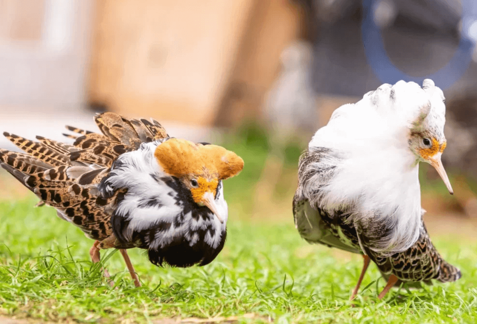 Zwei Kampfläufer-Vögel auf der Wiese