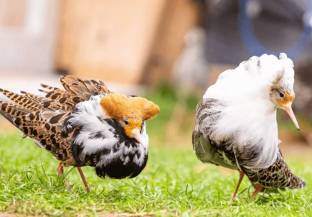 Zwei Kampfläufer-Vögel auf der Wiese