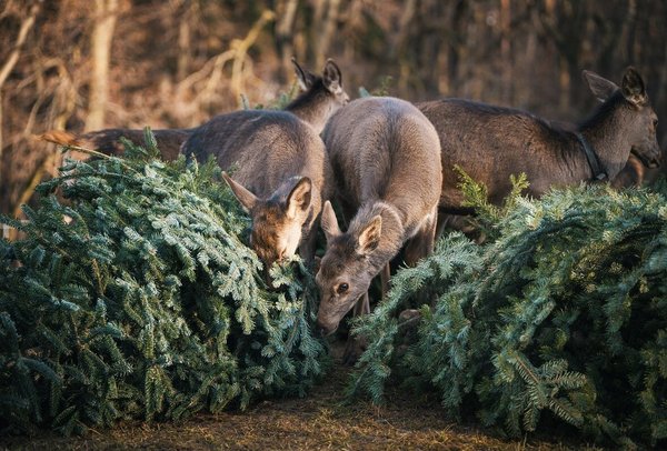 Hirschkälber knabbern an liegenden Christbäumen