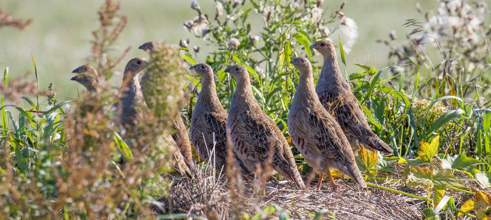 Perdix perdix, Photo: shutterstock