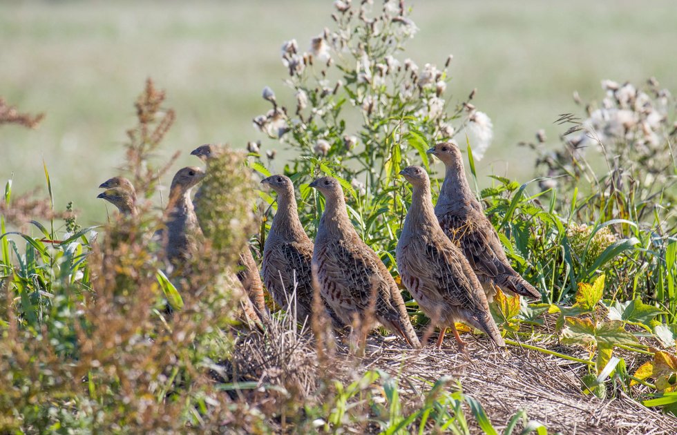 Group of ground breeding birds