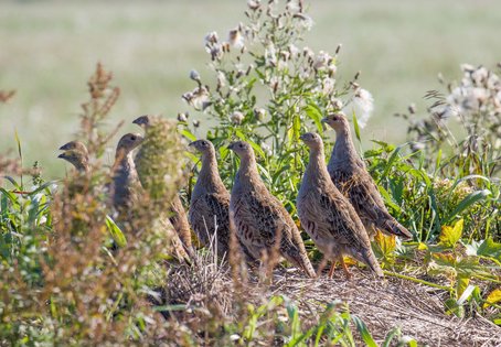 Group of ground breeding birds