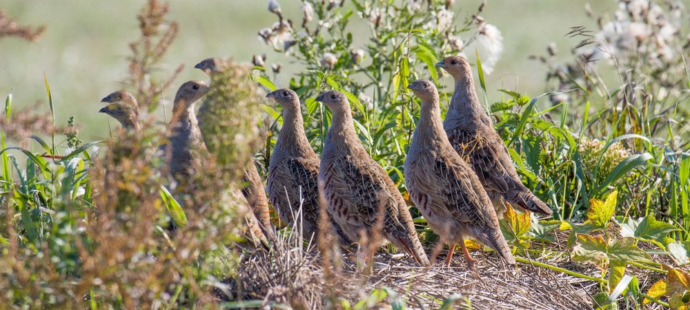 Perdix perdix, Foto: shutterstock