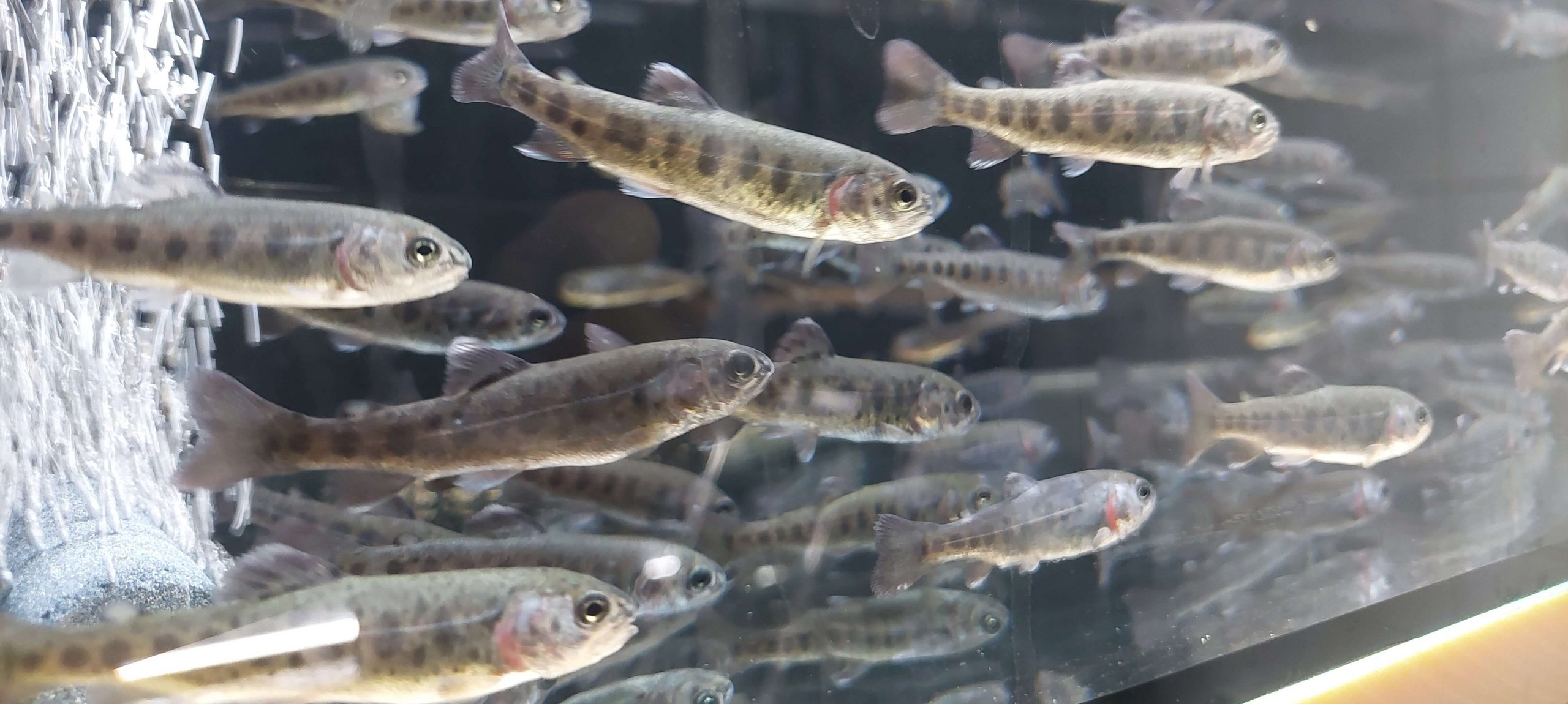 Fische in Aquarium