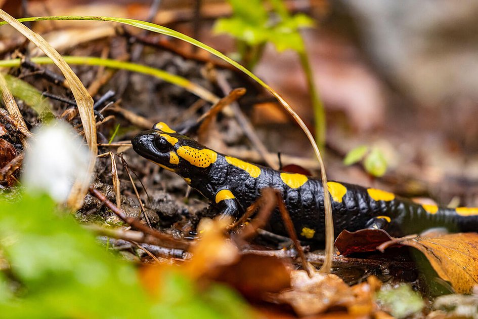 Feuersalamander im Wald