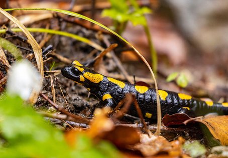 Feuersalamander im Wald