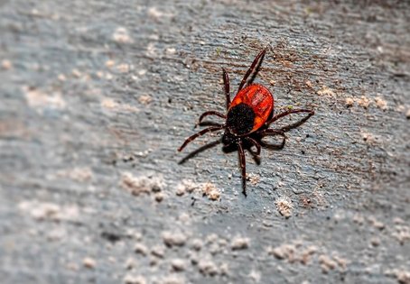 Großaufnahme Zecke, Forscher:innen entdecken neues Zeckenvirus