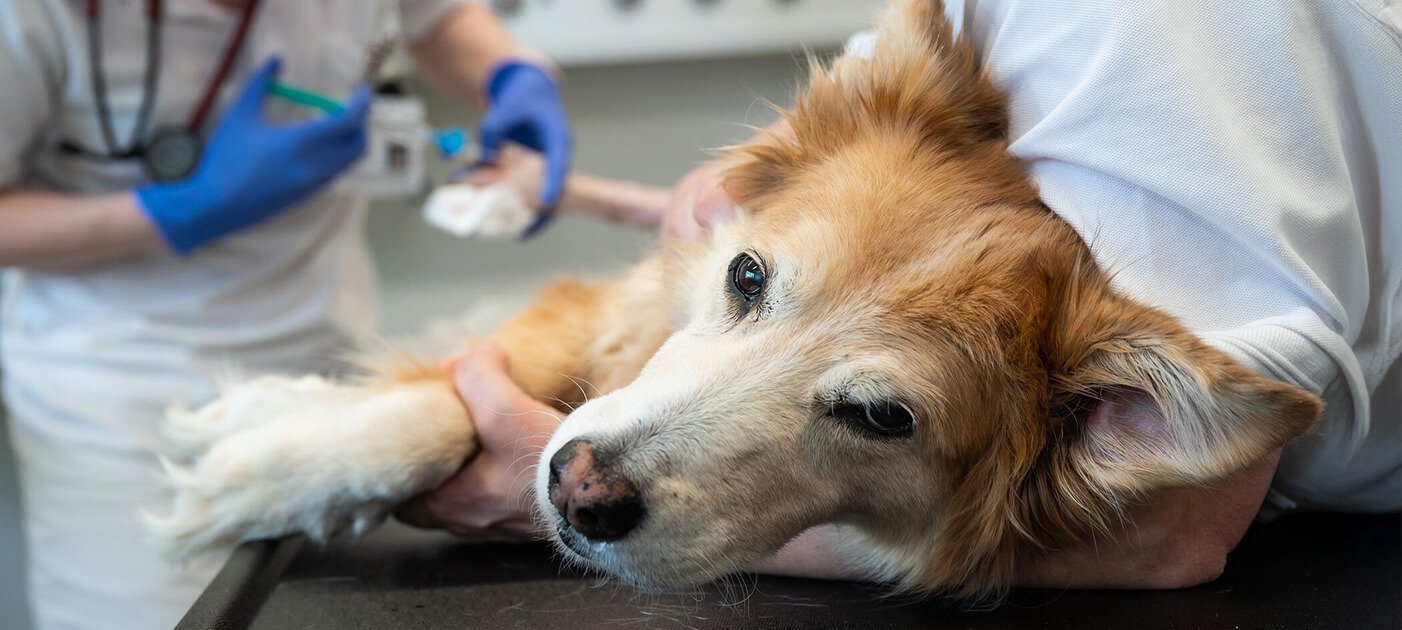 Hund auf Untersuchungstisch, Foto: Bernkopf