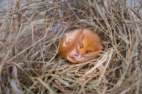 schlafende Haselmaus