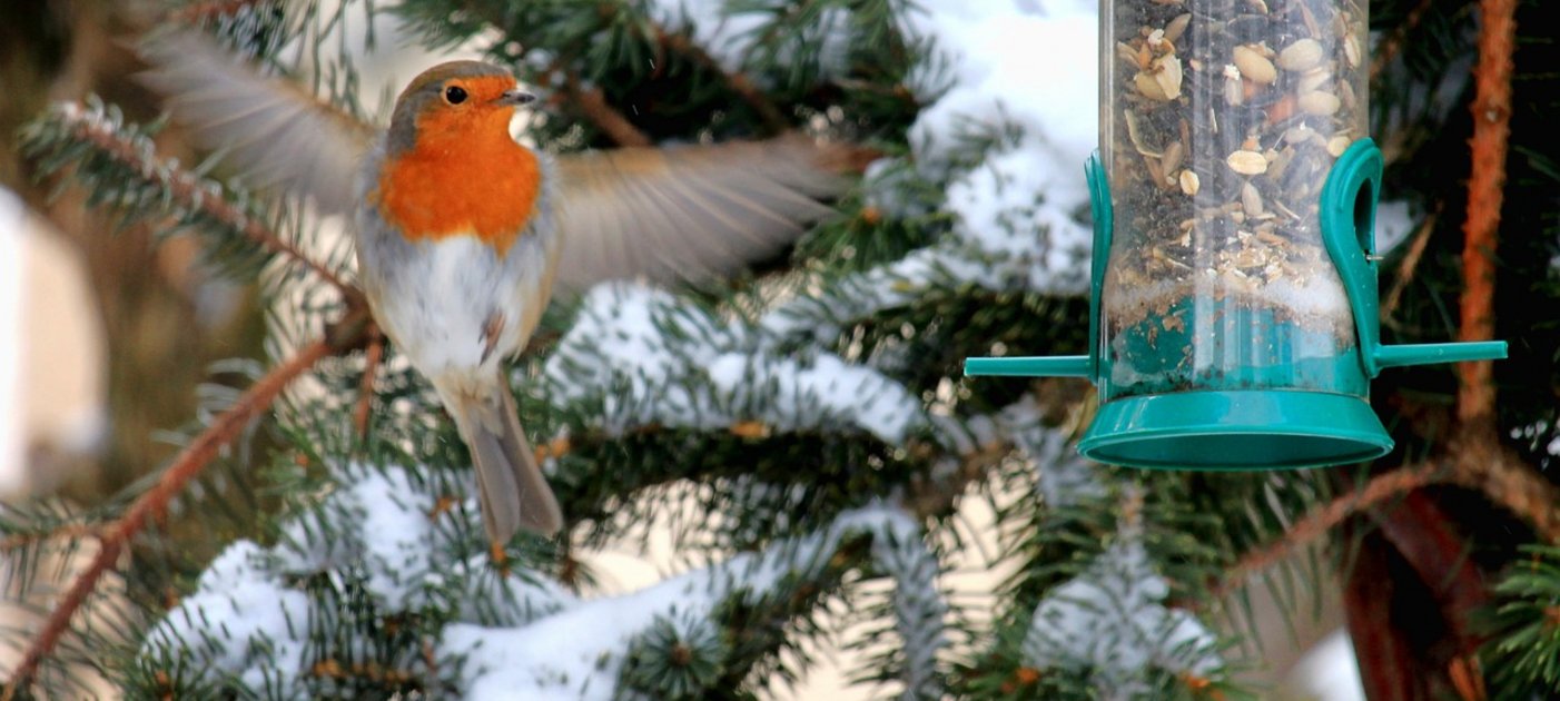 Vögel im Winter richtig füttern