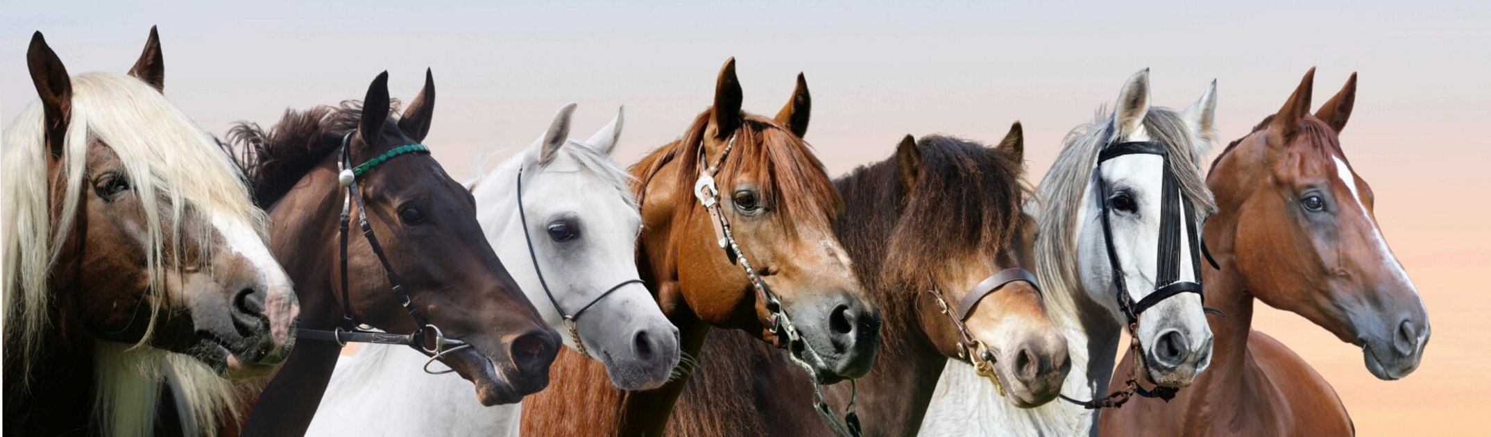 Pferderassen, die das Erbe der orientalischen Hengste im Laufe der Geschichte repräsentieren. v.l.n.r.: Noriker-Pferd (Kaltblutrasse), Vollblut-Rennpferd, arabisches Pferd, North American Quarter Horse (US-amerikanisches Reitpferd), Exmoor Pony (lokale Ponyrasse), Pura Raza Espanola (iberisch-spanische Rasse) und Warmblut-Sportpferd. 