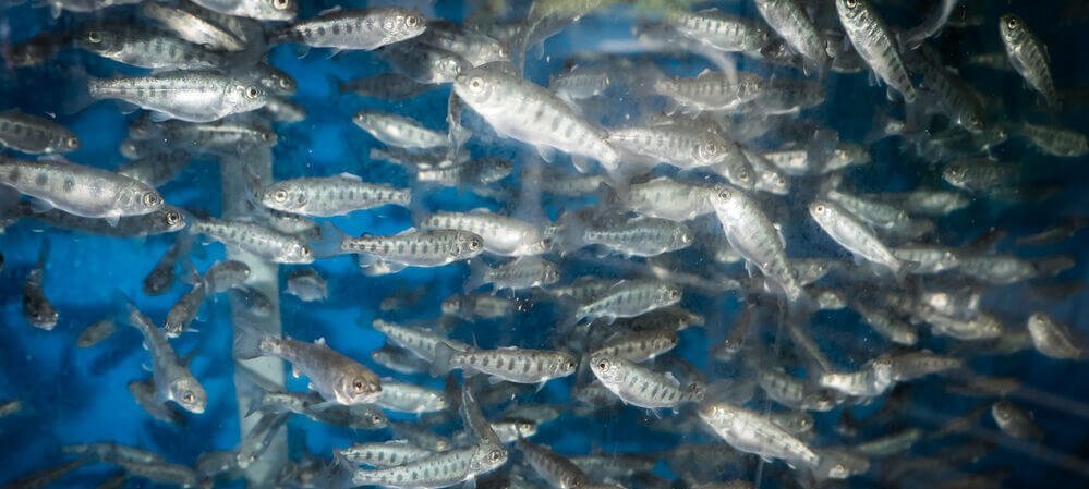 Fische im Aquarium