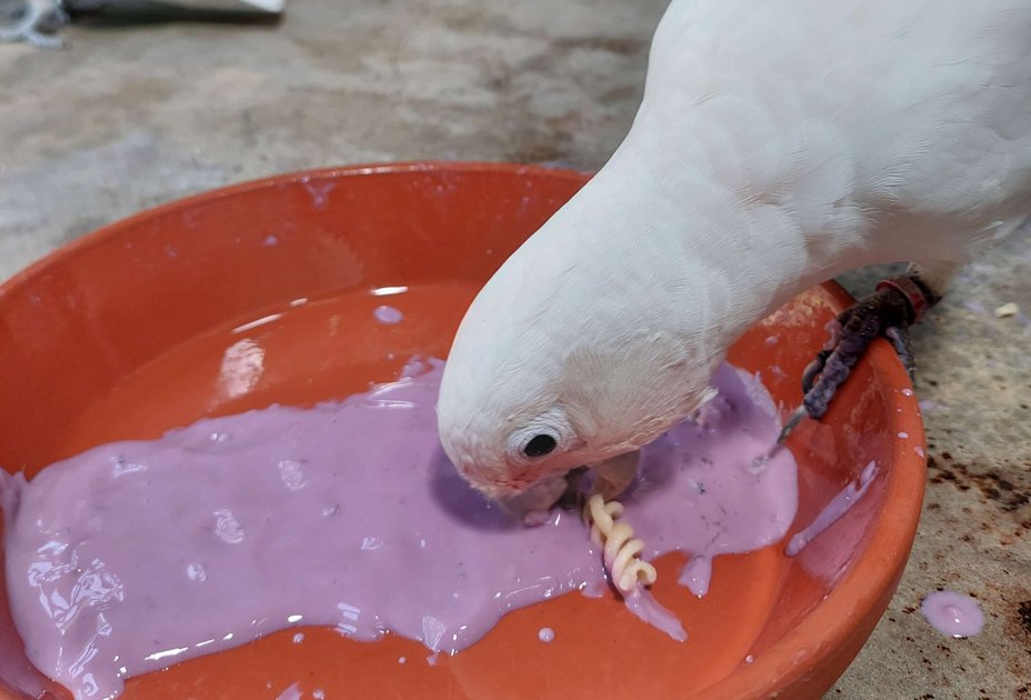 Goffin’s cockatoos add flavour to their food