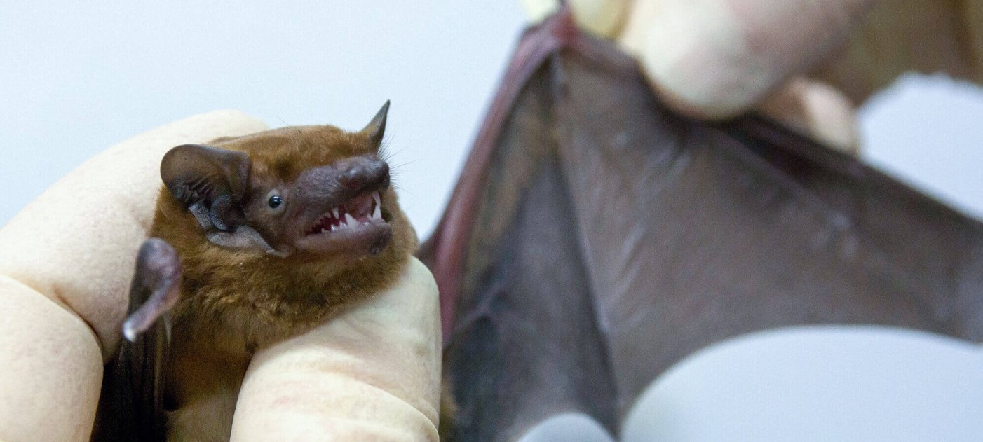 Fledermaus wird untersucht, Foto: Stephanie Scholz/Vetmeduni