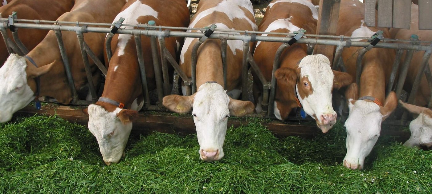 Rinder bei der Fütterung von frischem Gras, Foto: Johannes Baumgartner