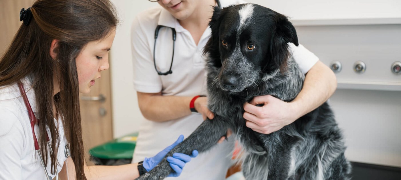 Infos zum Erweiterungsstudium Erstkonsultation und -versorgung des Kleintierpatienten