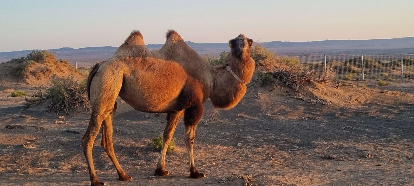 wild camel