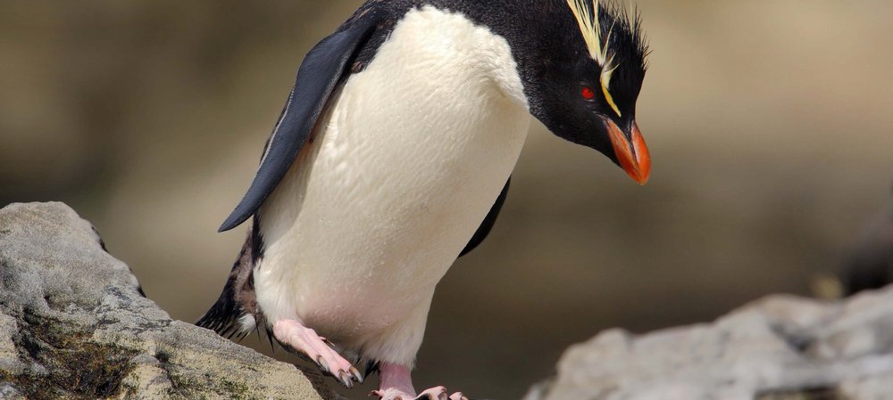 Felsenpinguin, Foto: shutterstock