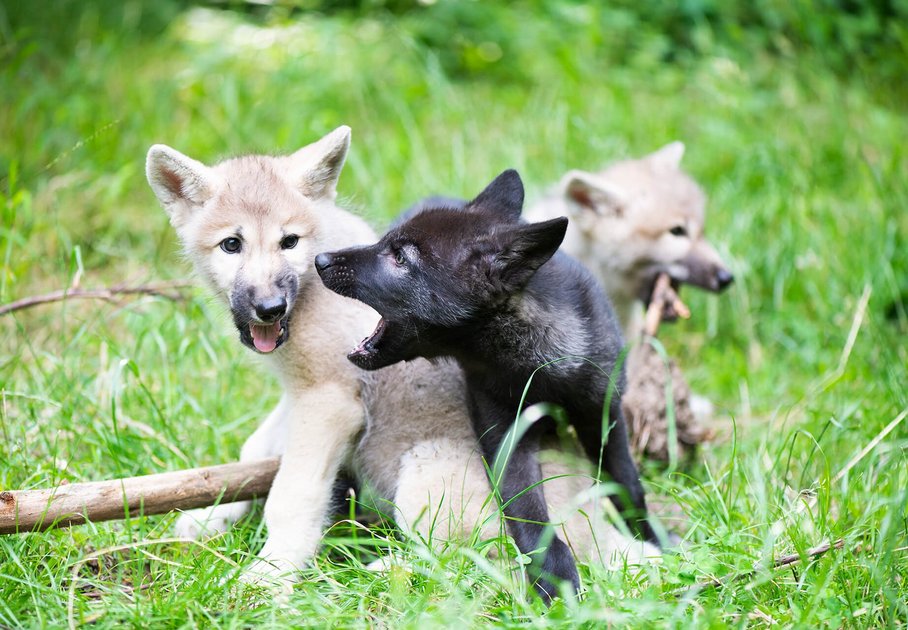 Die Wolfswelpen Aiyana, Kaya & Meeko 