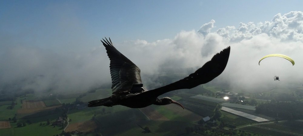 Waldrapp mit Datenlogger, Foto: Waldrappteam Conservation and Research