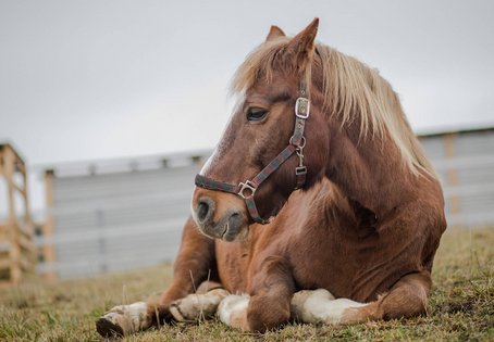 Pferd sitzend mit Halfter