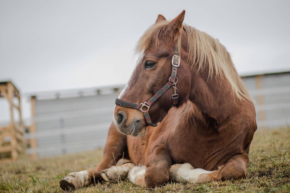 Pferd sitzend mit Halfter