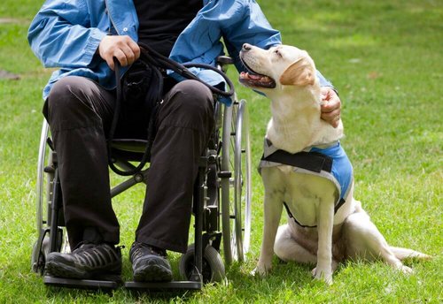 Assistenzhund mit Mensch im Rollstuhl